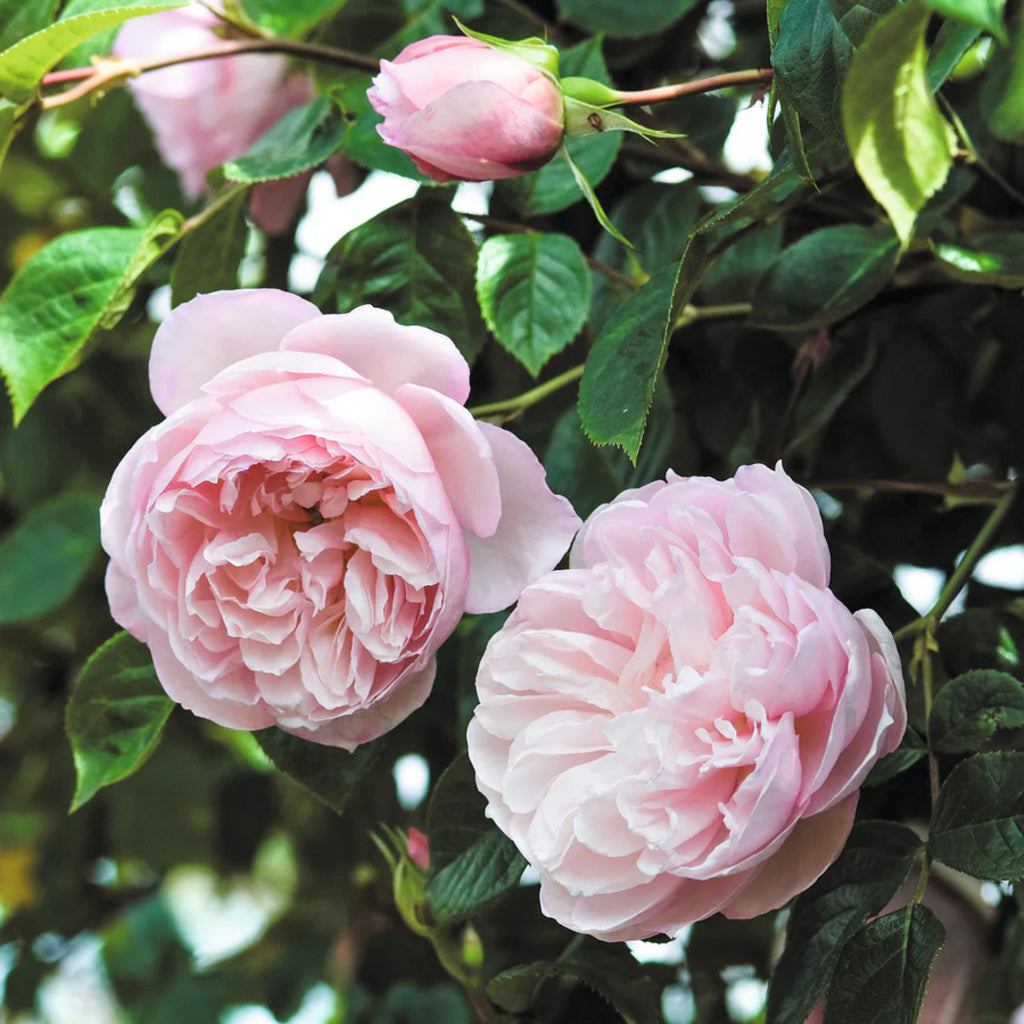 The Generous Gardener® (AUSdrawn) David Austin® Climbing Rose Brush Live Plant, 5 gallon