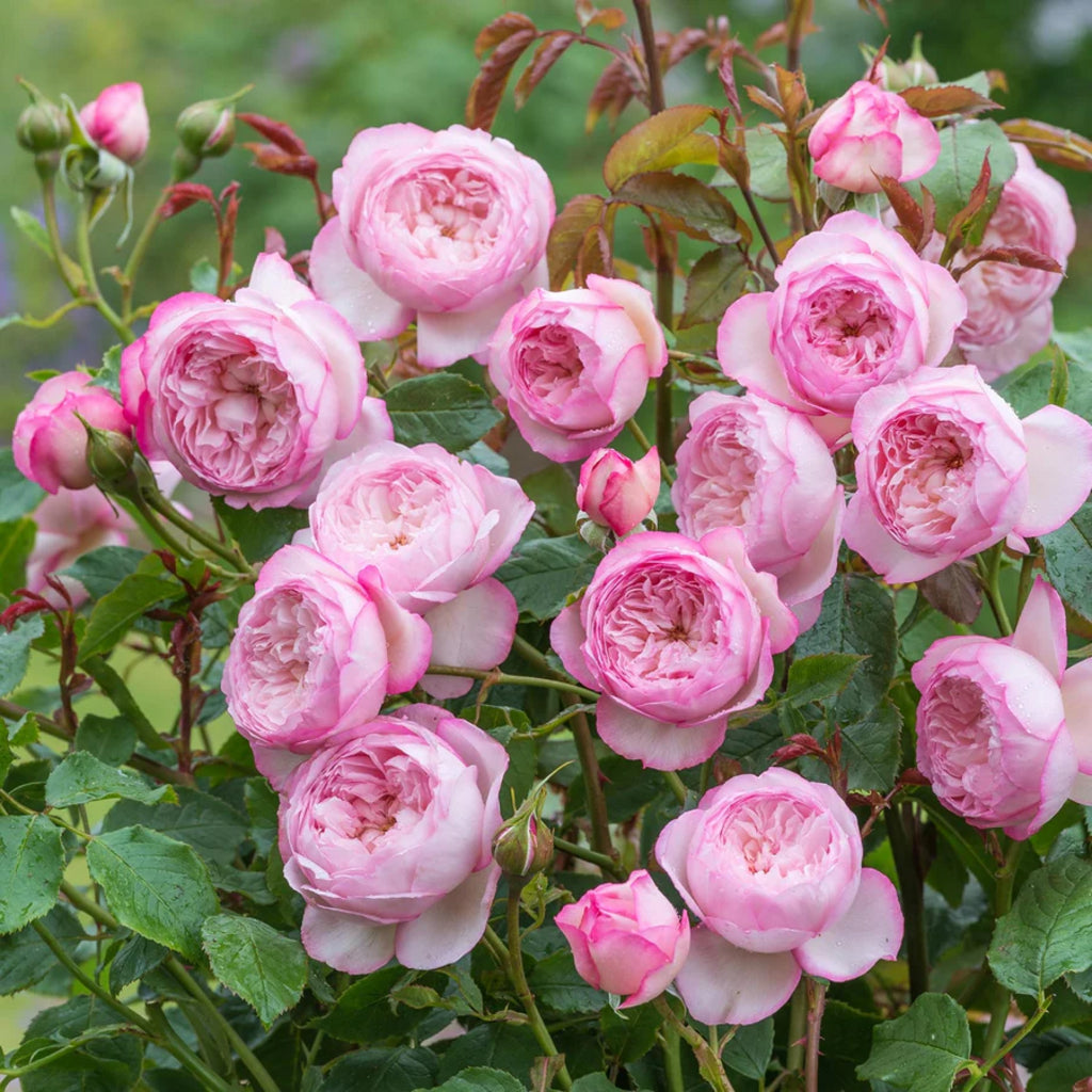 The Mill on the Floss® (Austulliver) David Austin® Shrub Rose Brush Live Plant, 5 gallon