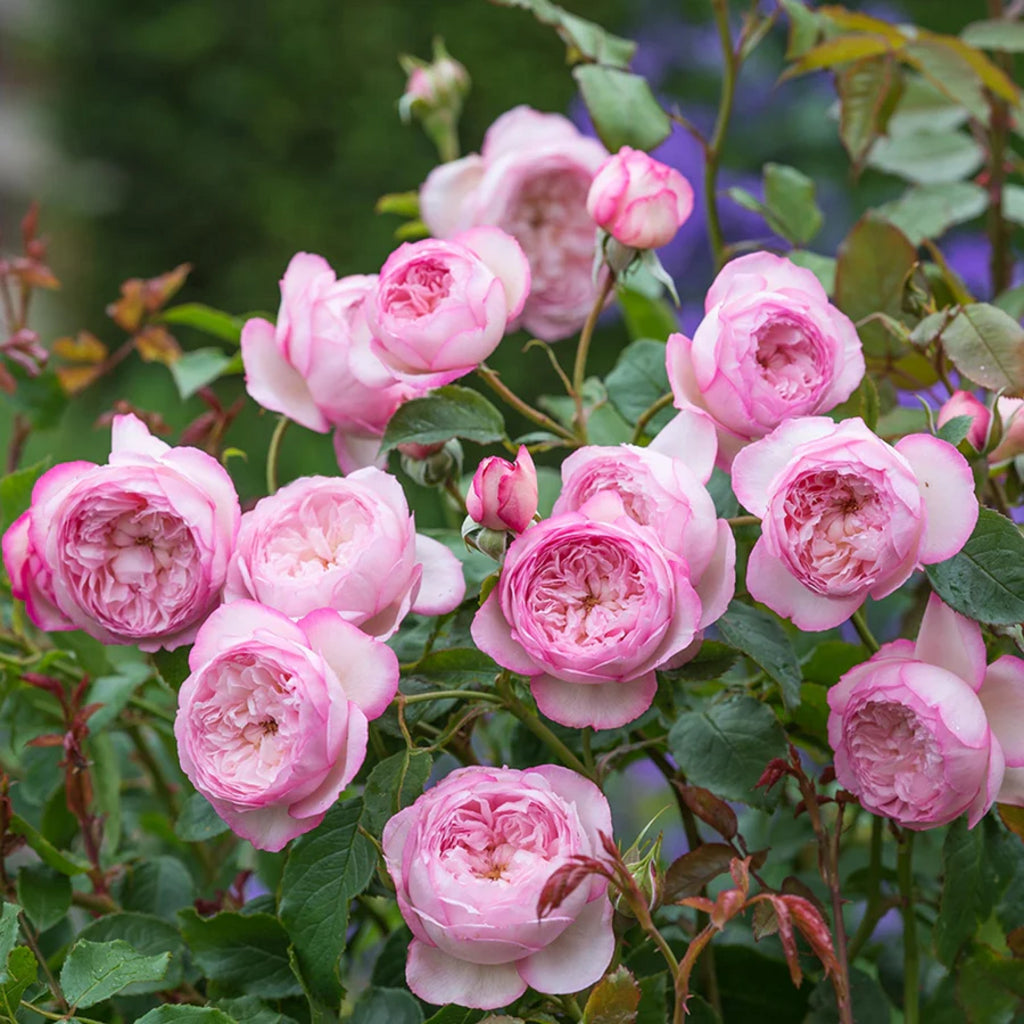 The Mill on the Floss® (Austulliver) David Austin® Shrub Rose Brush Live Plant, 5 gallon