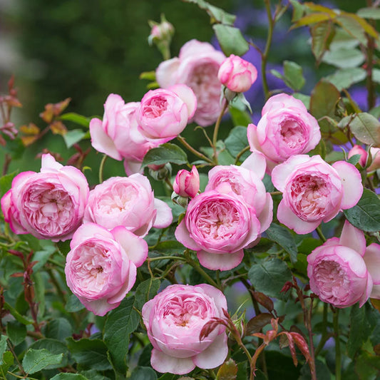 The Mill on the Floss® (Austulliver) David Austin® Shrub Rose Brush Live Plant, 5 gallon