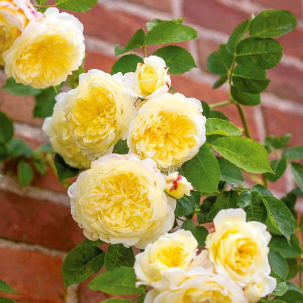 The Pilgrim® (AUSwalker) David Austin® Climbing Rose Brush Live Plant, 3-5 gallon