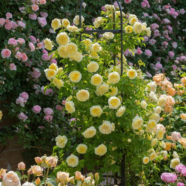 The Pilgrim® (AUSwalker) David Austin® Climbing Rose Brush Live Plant, 3-5 gallon