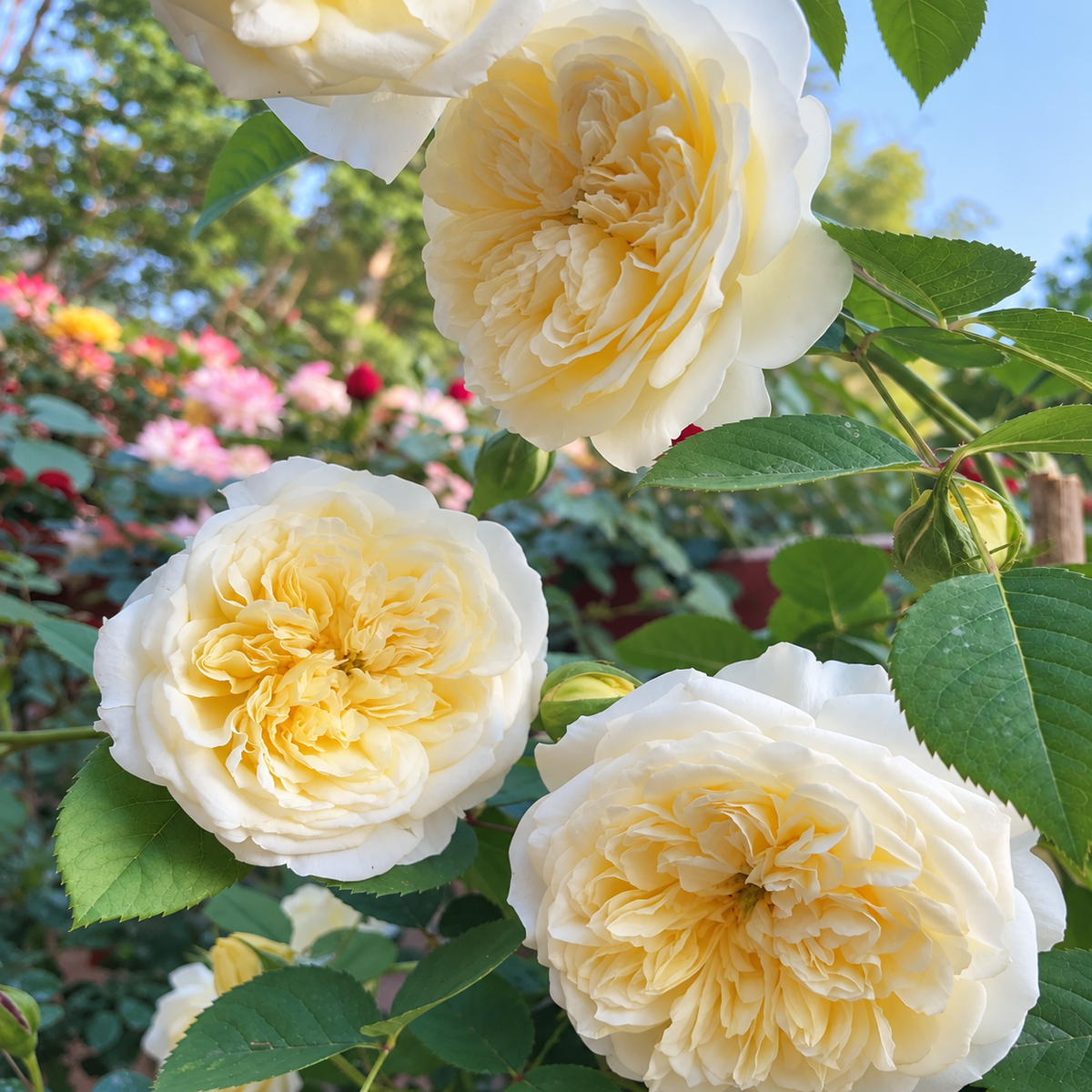 The Pilgrim® (AUSwalker) David Austin® Climbing Rose Brush Live Plant, 3-5 gallon