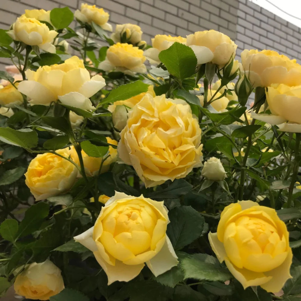 The Poet's Wife (Auswhirl) David Austin® Shrub Rose Brush Live Plant, 5 gallon
