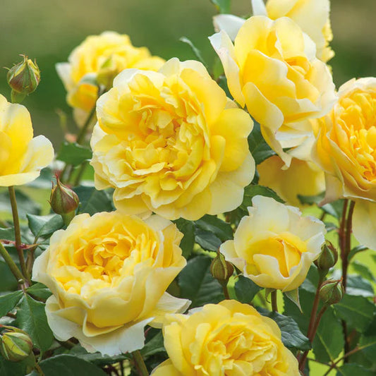 The Poet's Wife (Auswhirl) David Austin® Shrub Rose Brush Live Plant, 5 gallon