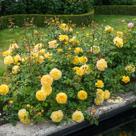 The Poet's Wife (Auswhirl) David Austin® Shrub Rose Brush Live Plant, 5 gallon