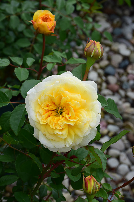The Poet's Wife (Auswhirl) David Austin® Shrub Rose Brush Live Plant, 5 gallon