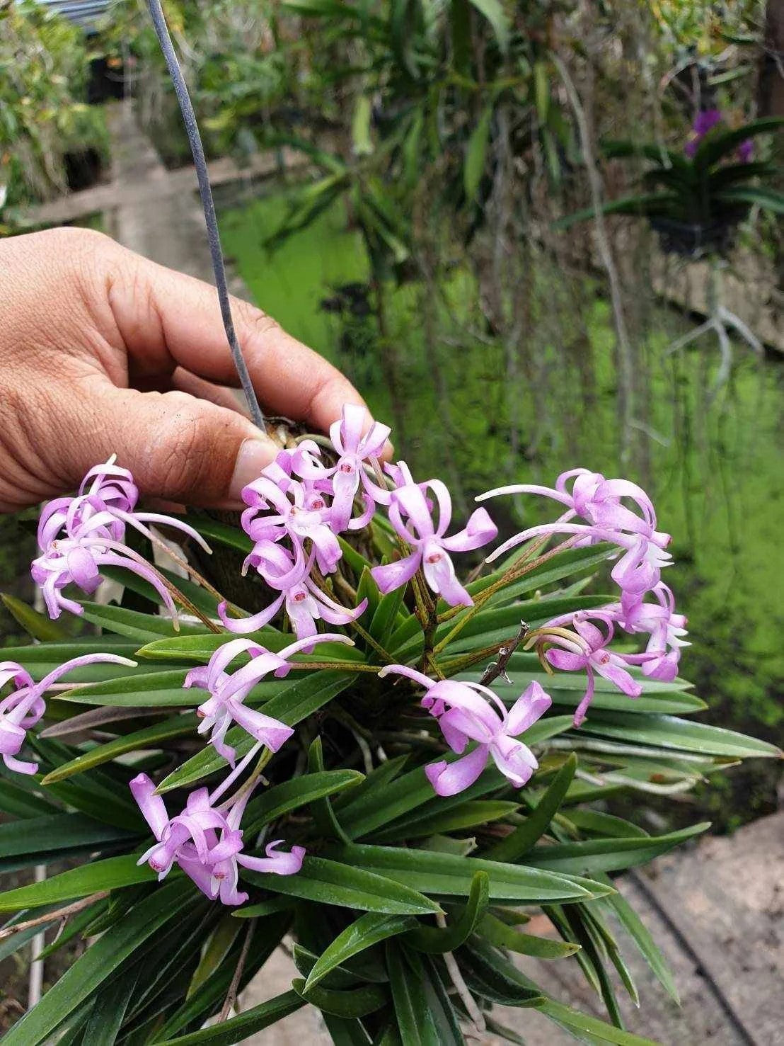 Neofinetia falcata x Van. Charm ‘Fujihime 藤姫’ --Fragrant Orchid