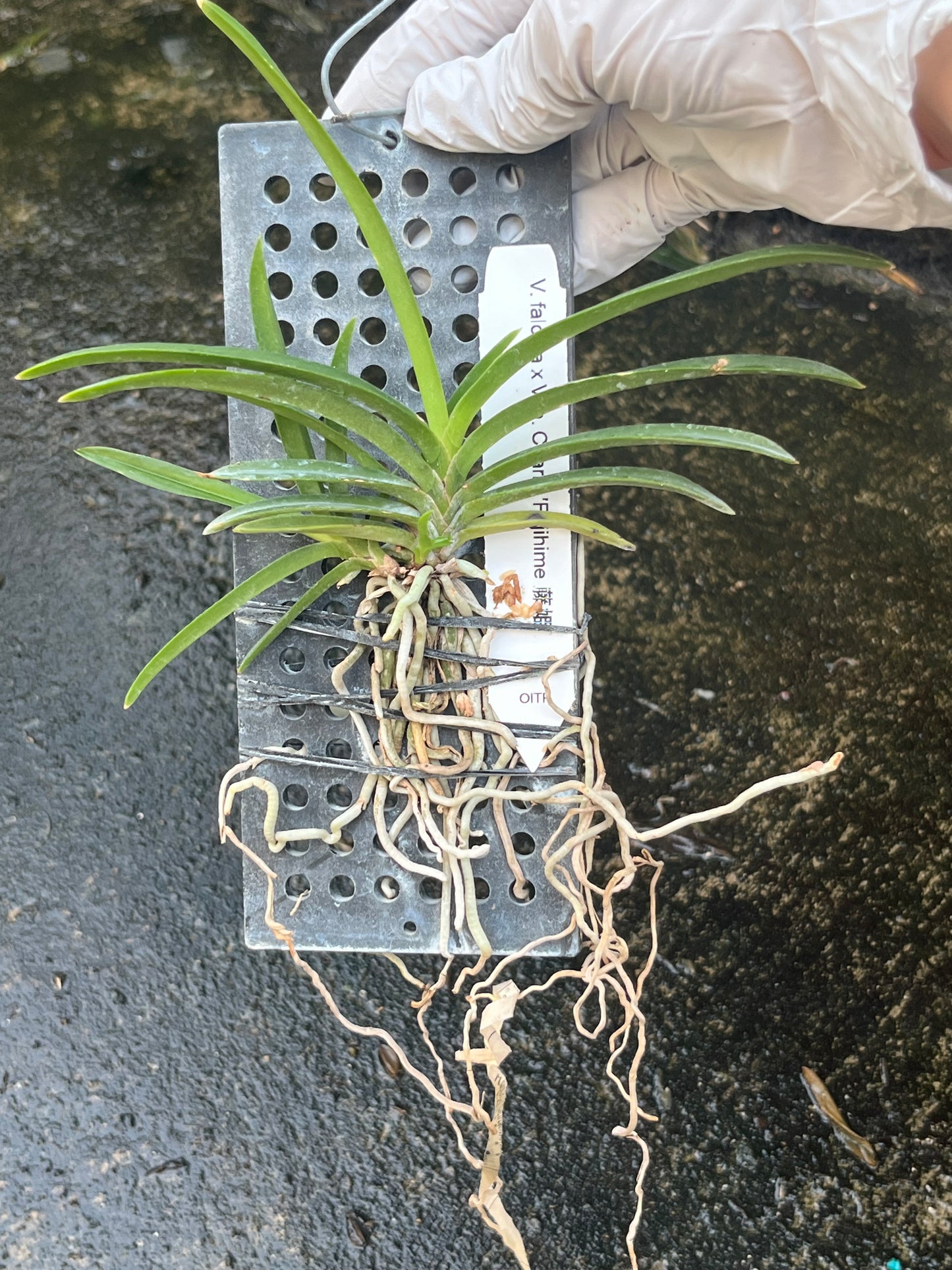 Neofinetia falcata x Van. Charm ‘Fujihime 藤姫’ --Fragrant Orchid