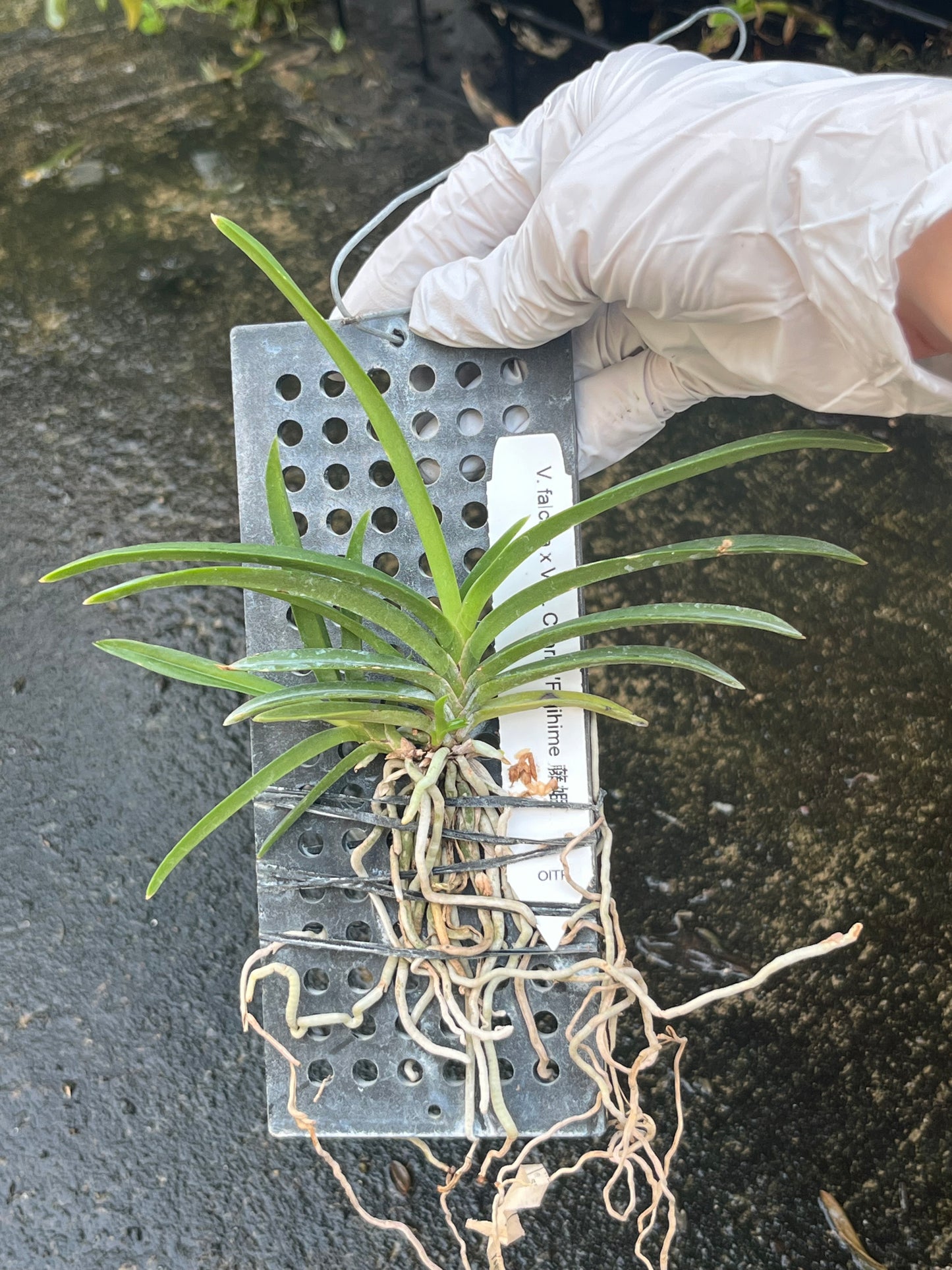 Neofinetia falcata x Van. Charm ‘Fujihime 藤姫’ --Fragrant Orchid