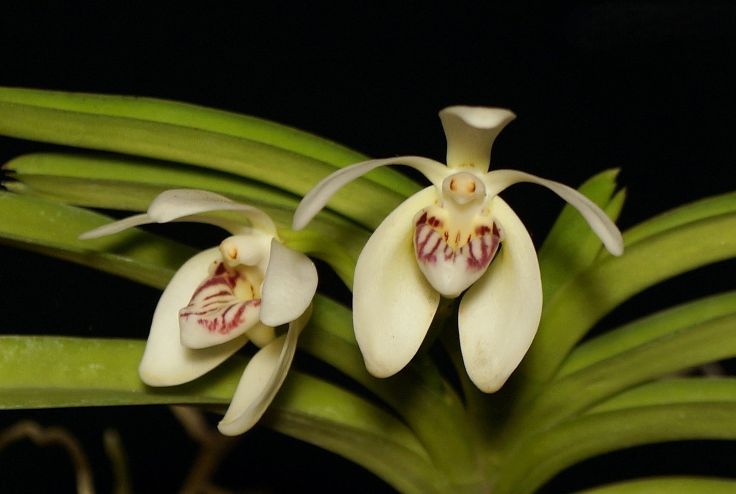 Vanda pumila --Fragrant Orchid