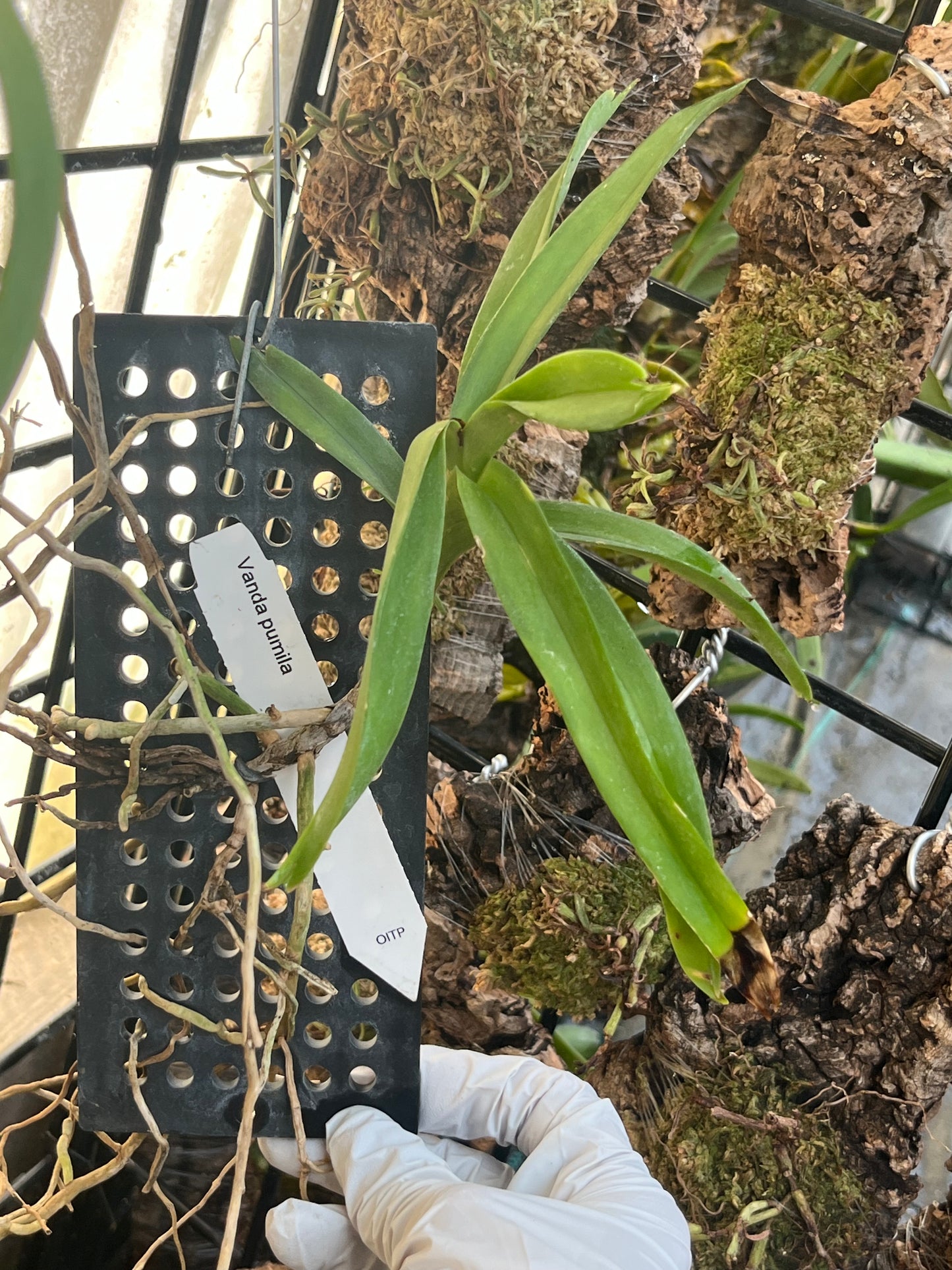 Vanda pumila --Fragrant Orchid