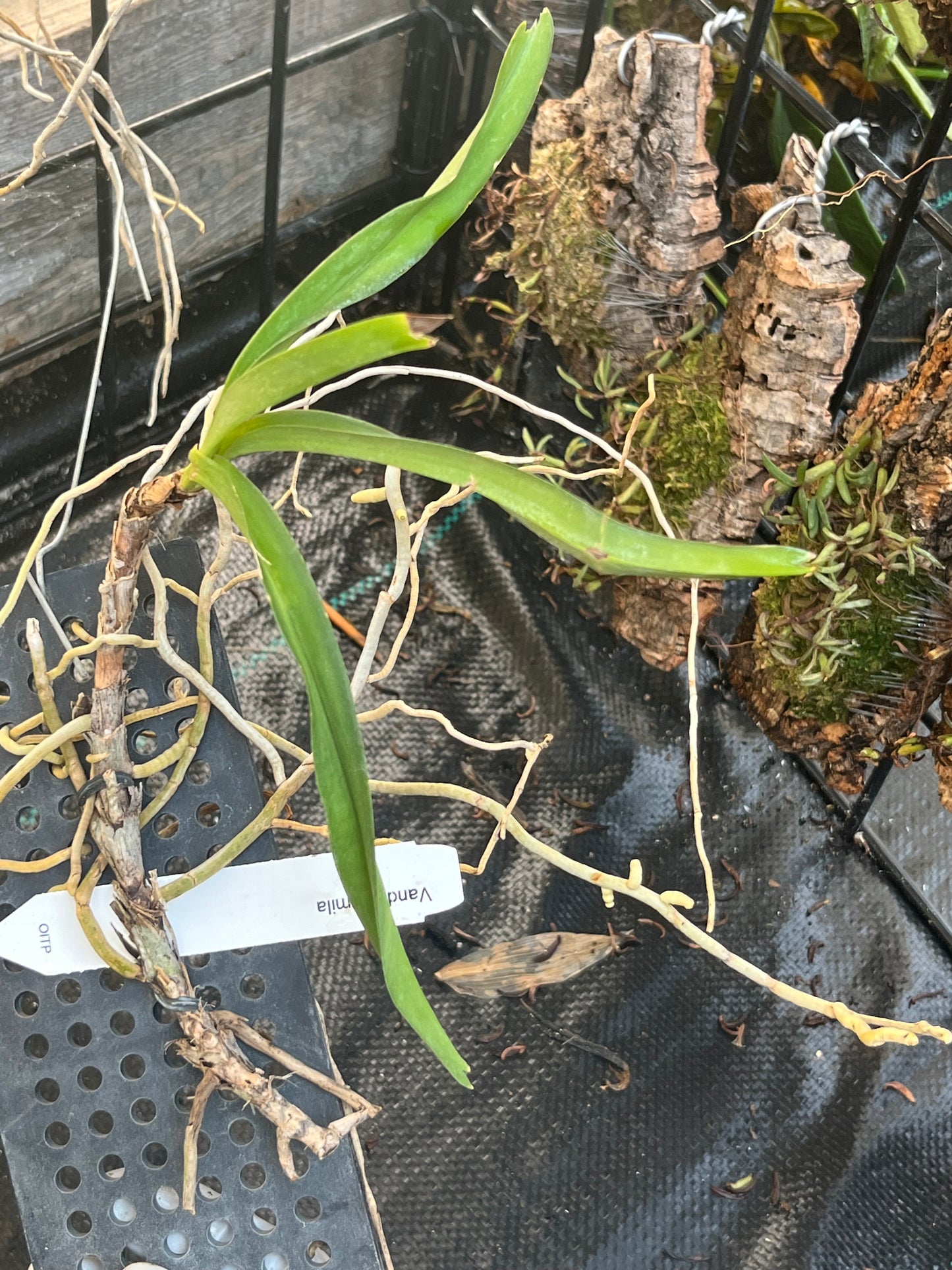 Vanda pumila --Fragrant Orchid