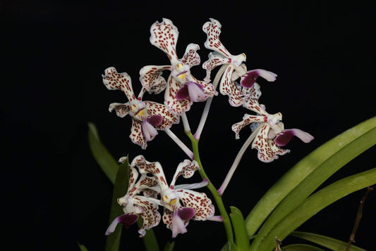 Vanda tricolor v. suavis --Very Fragrant Orchid