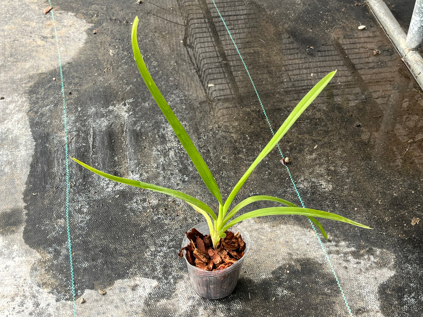 Vanda tricolor v. suavis --Very Fragrant Orchid