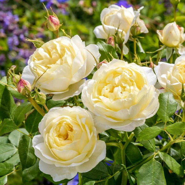 Vanessa Bell® (AUSeasel) David Austin® Shrub Rose Brush Live Plant, 3-5 gallon