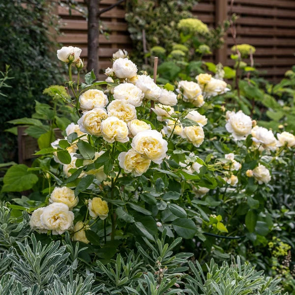 Vanessa Bell® (AUSeasel) David Austin® Shrub Rose Brush Live Plant, 3-5 gallon