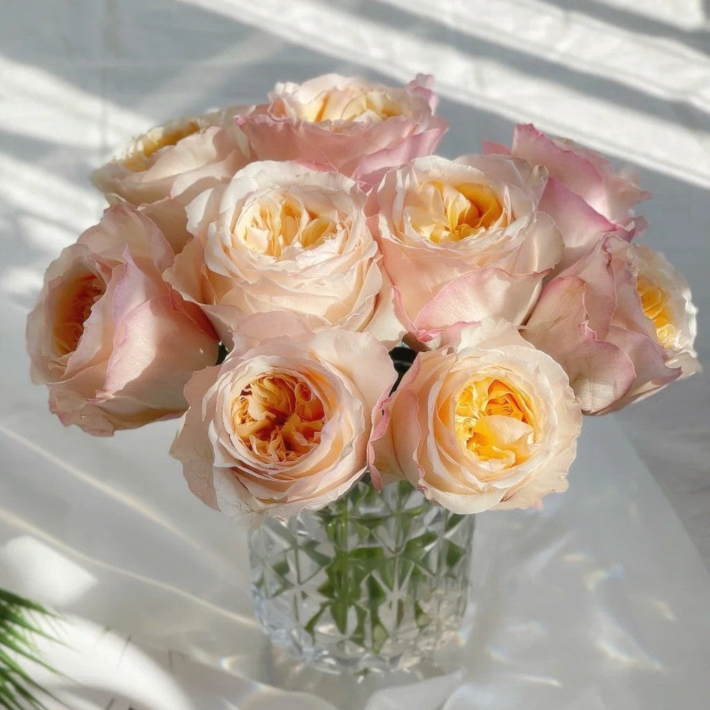 'Victorian Peach' Shrub Rose