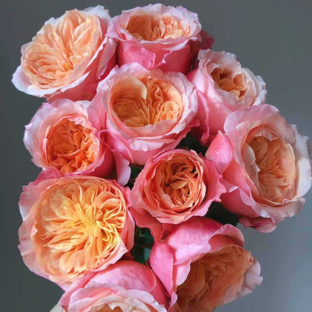 'Victorian Peach' Shrub Rose