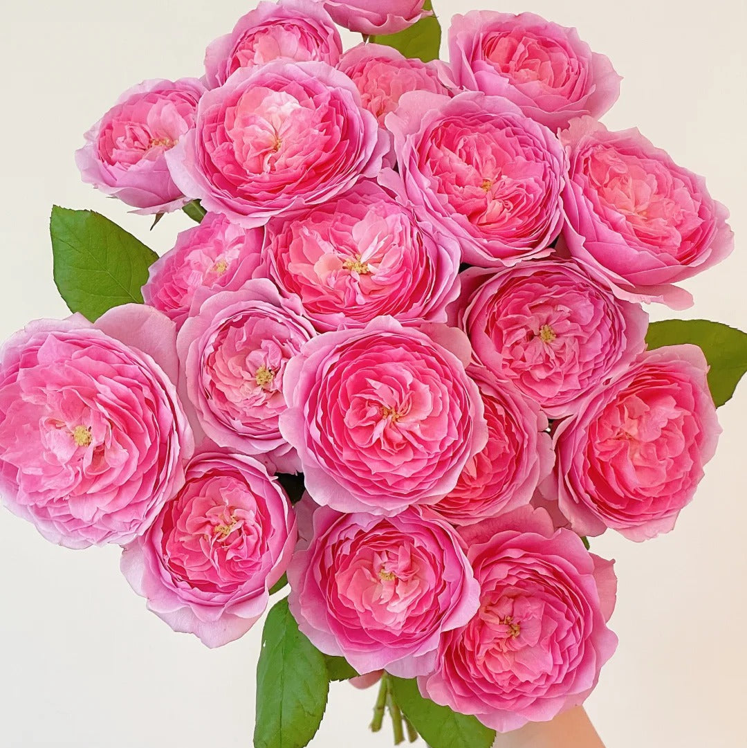 'Wanshan' Shrub Rose