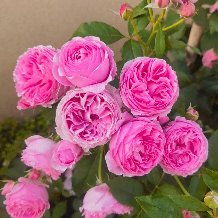 'Wanshan' Shrub Rose