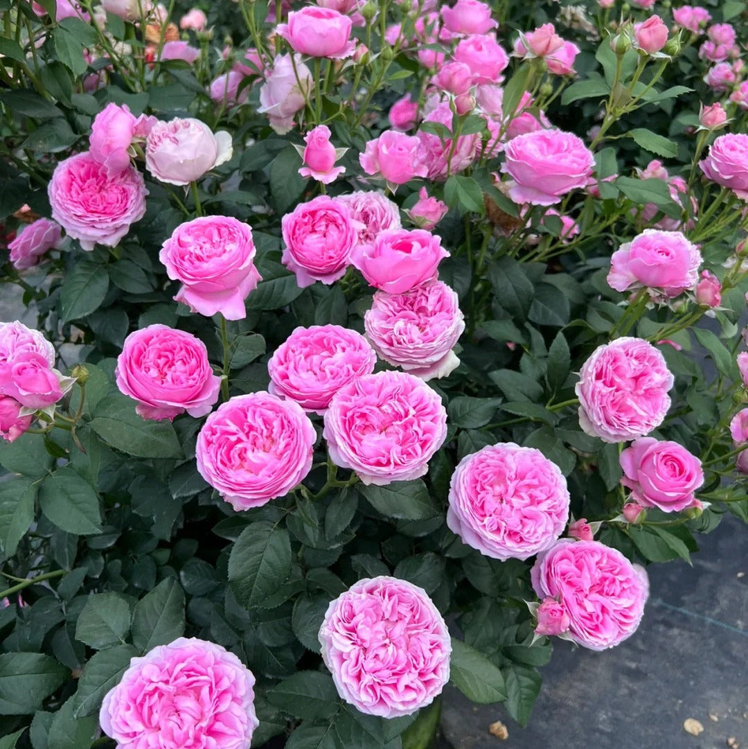 'Wanshan' Shrub Rose
