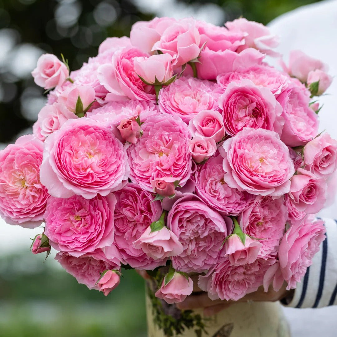 'Wanshan' Shrub Rose
