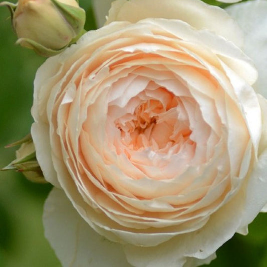 Windermere®  (AUShomer) David Austin® Shrub Rose Brush Live Plant, 5 gallon