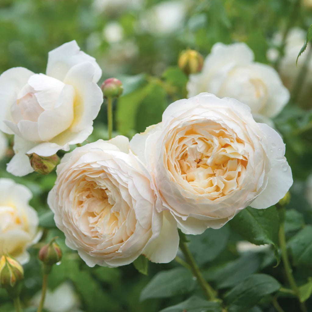 Windermere®  (AUShomer) David Austin® Shrub Rose Brush Live Plant, 5 gallon