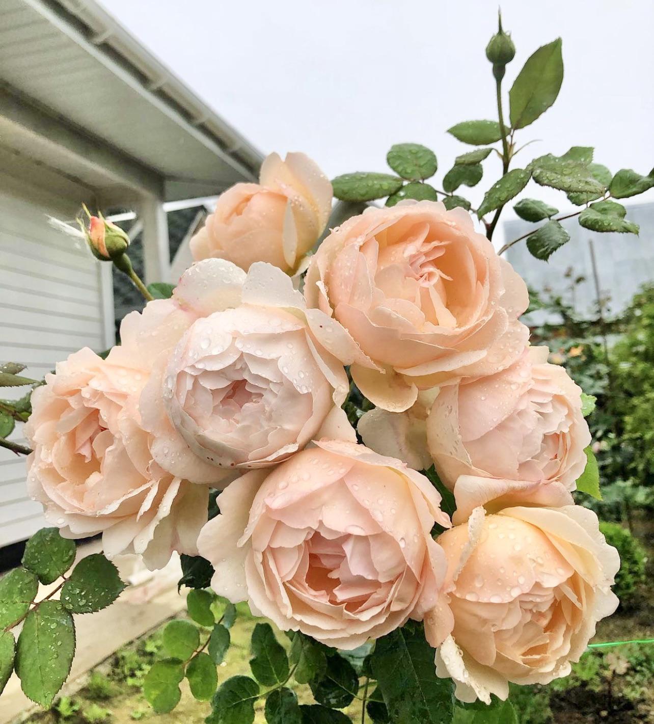 Wollerton Old Hall® (AUShomer) David Austin® Climbing Rose Brush Live Plant, 5 gallon