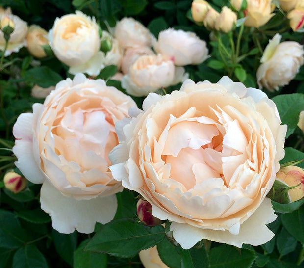 Wollerton Old Hall® (AUShomer) David Austin® Climbing Rose Brush Live Plant, 5 gallon