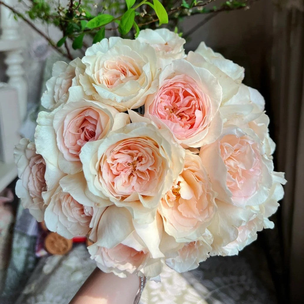 'Xiangsaixue' Shrub Rose