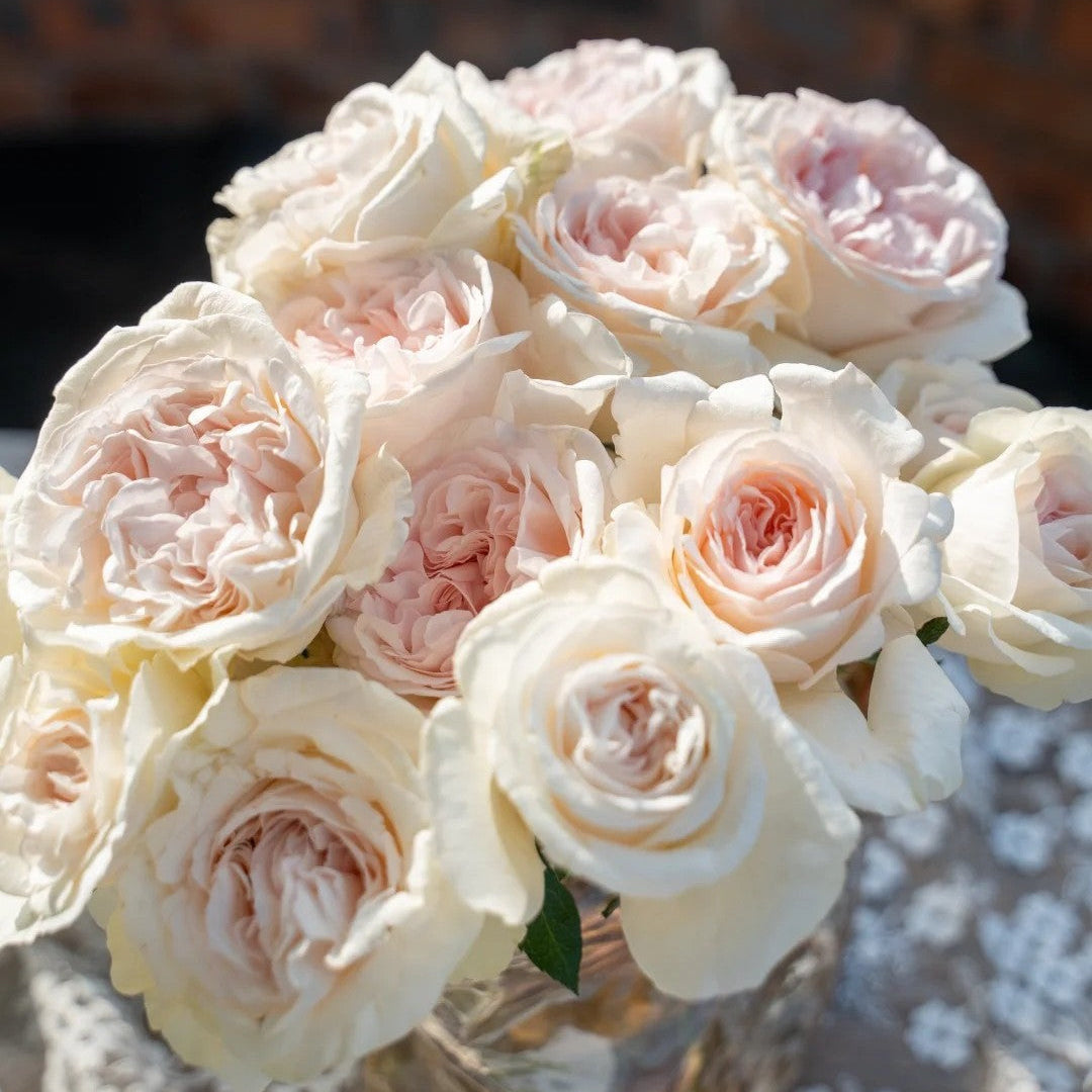 'Xiangsaixue' Shrub Rose