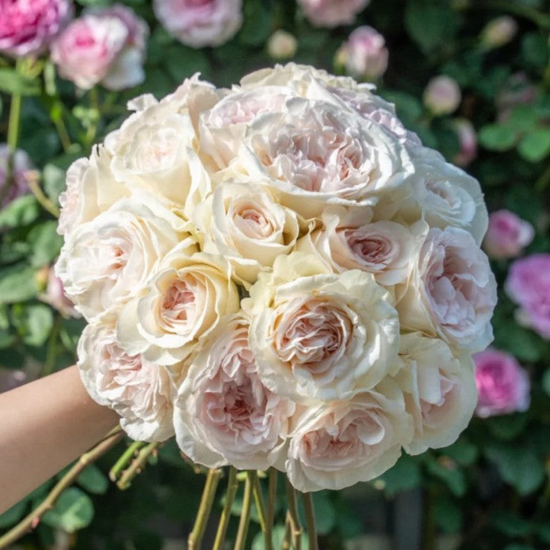 'Xiangsaixue' Shrub Rose