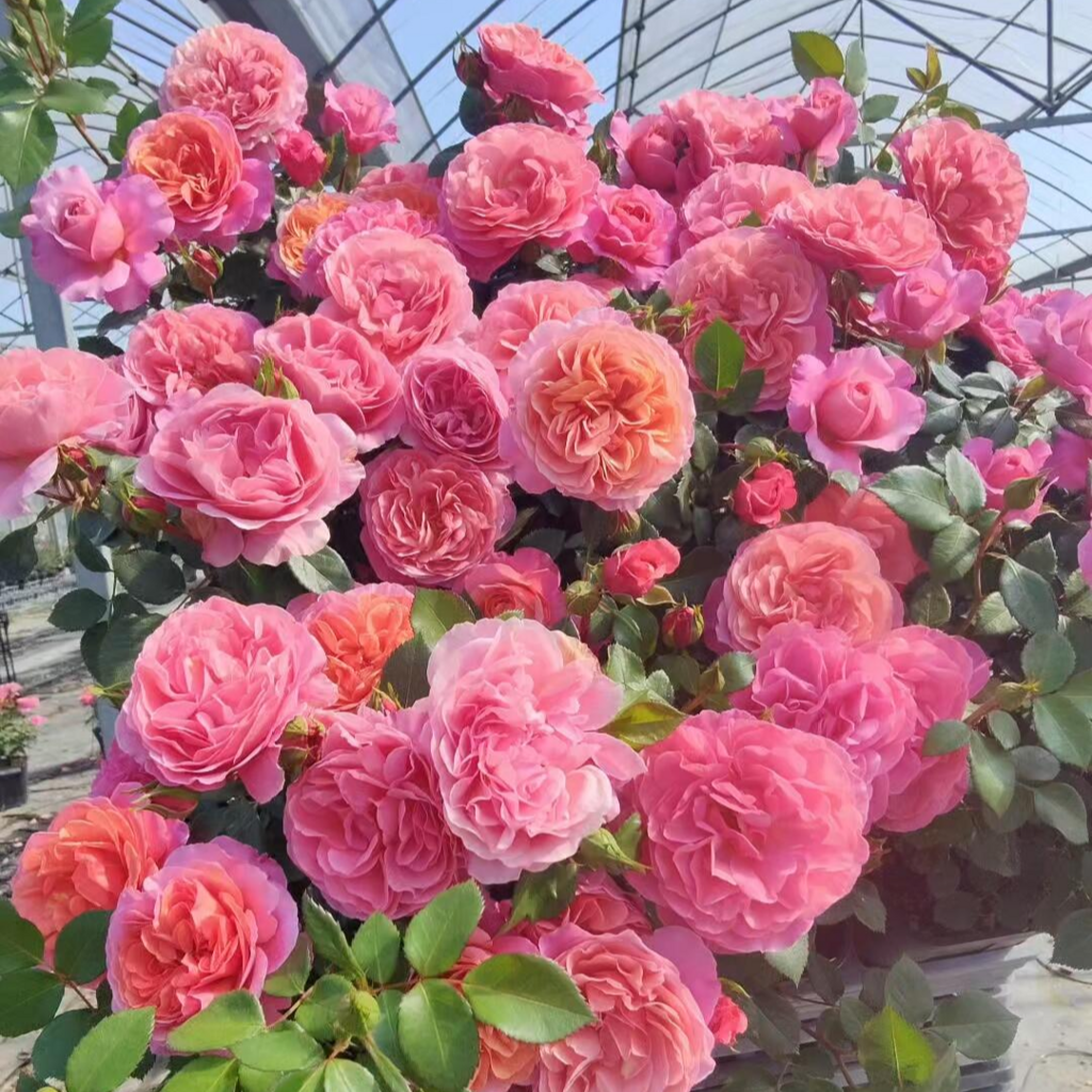'Xingchen' Shrub Rose