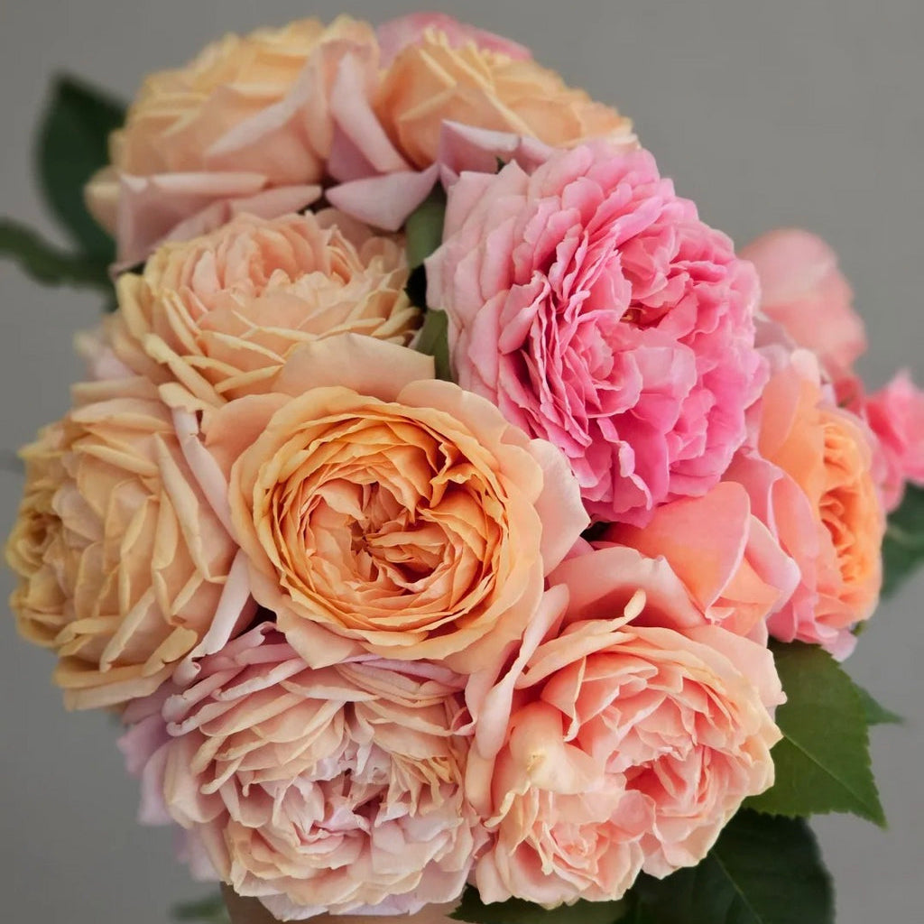 'Xingchen' Shrub Rose