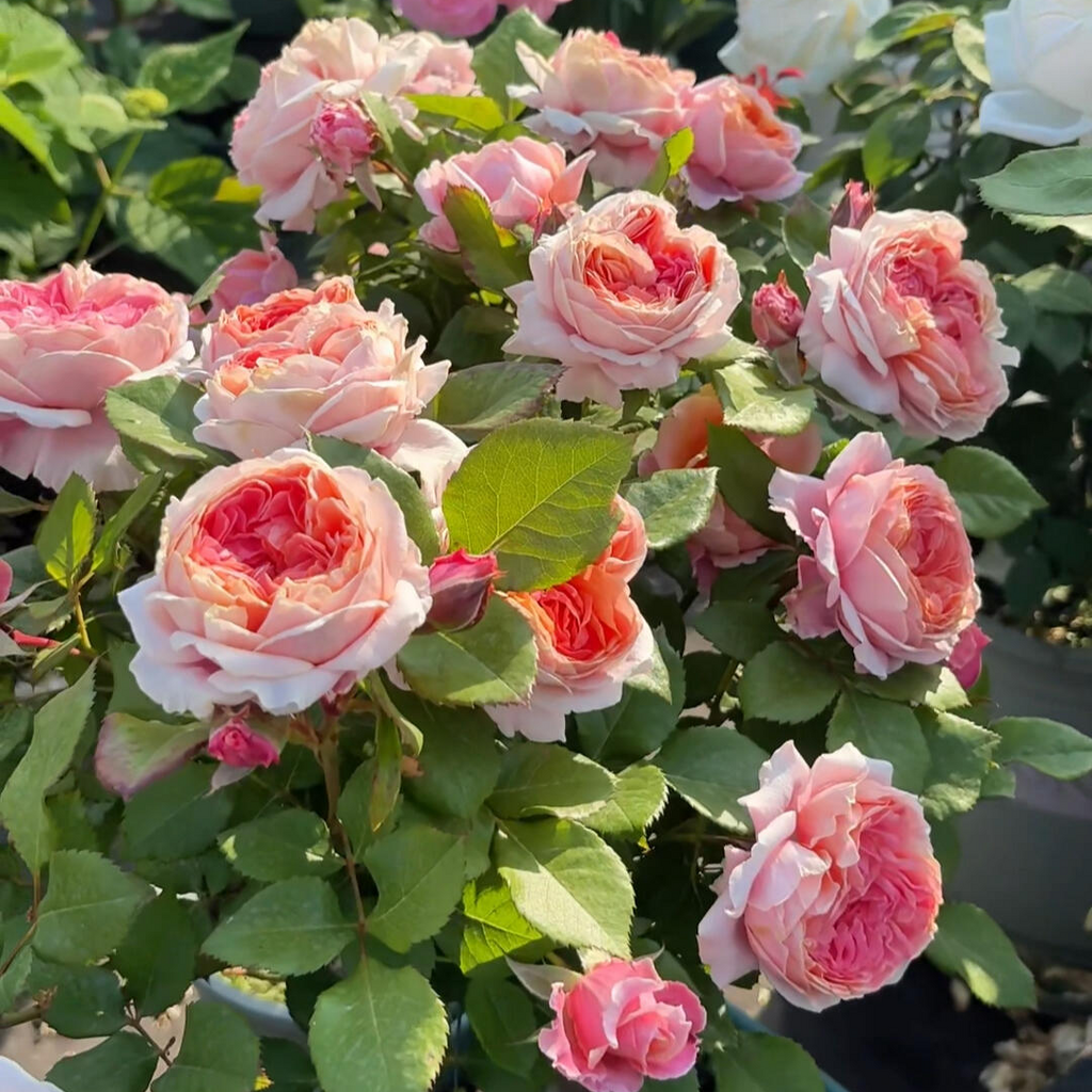 'Xingchen' Shrub Rose