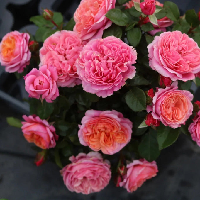 'Xingchen' Shrub Rose