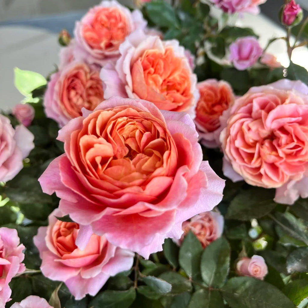 'Xingchen' Shrub Rose
