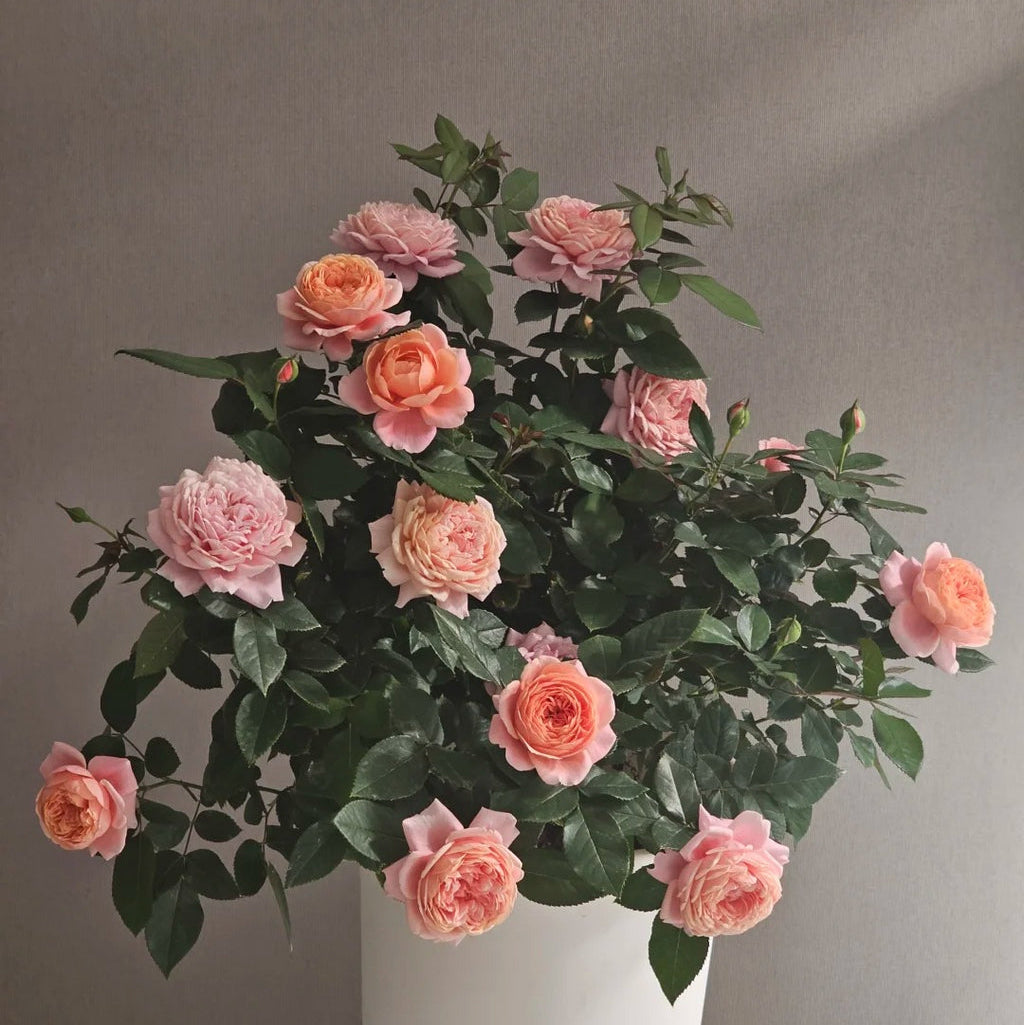 'Xingchen' Shrub Rose
