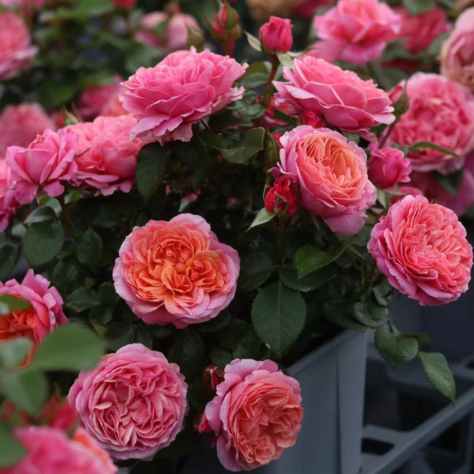 'Xingchen' Shrub Rose