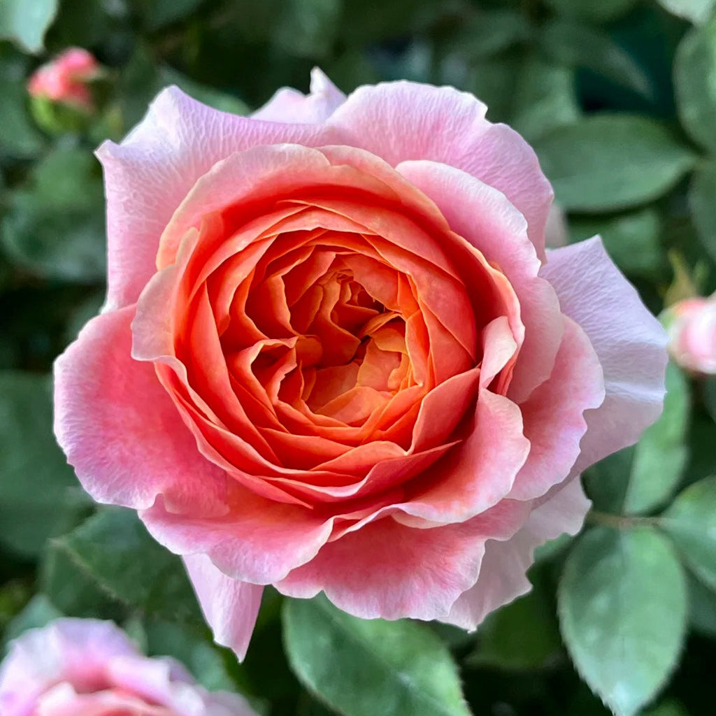 'Xingchen' Shrub Rose