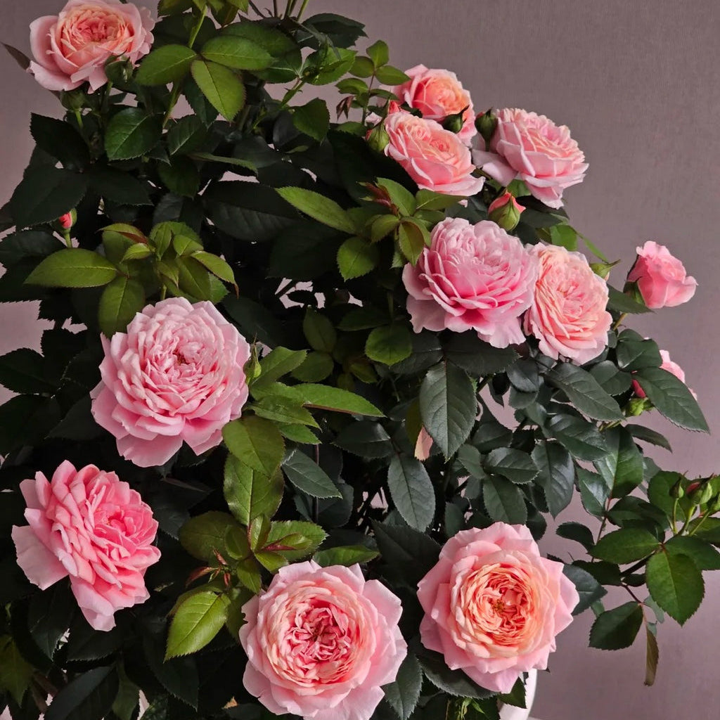 'Xingchen' Shrub Rose