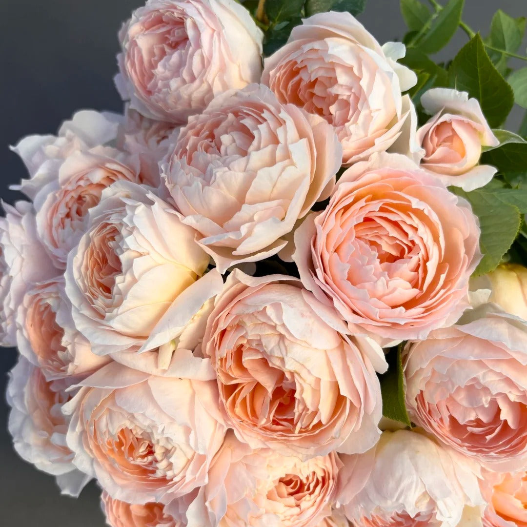 'Xingrang' Shrub Rose
