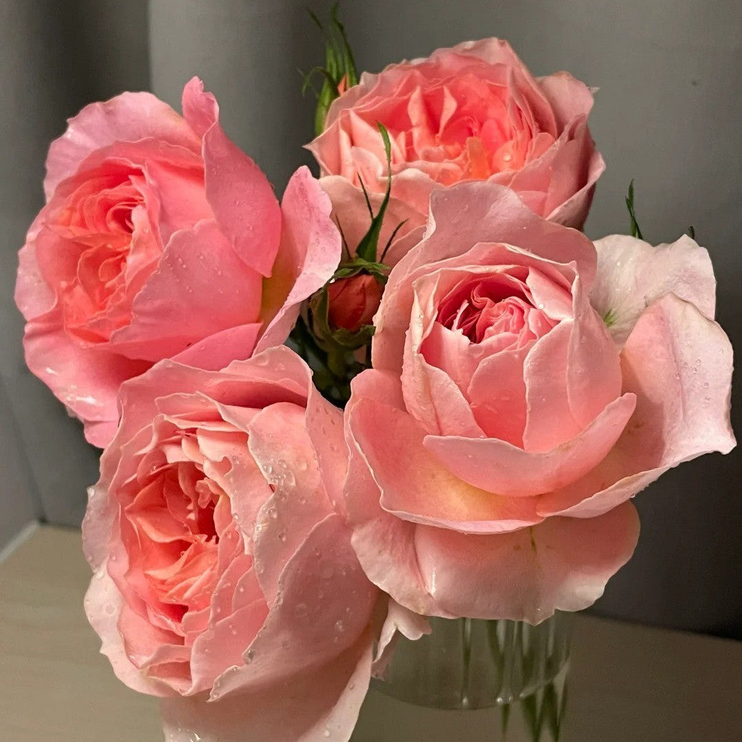 'Xingrang' Shrub Rose