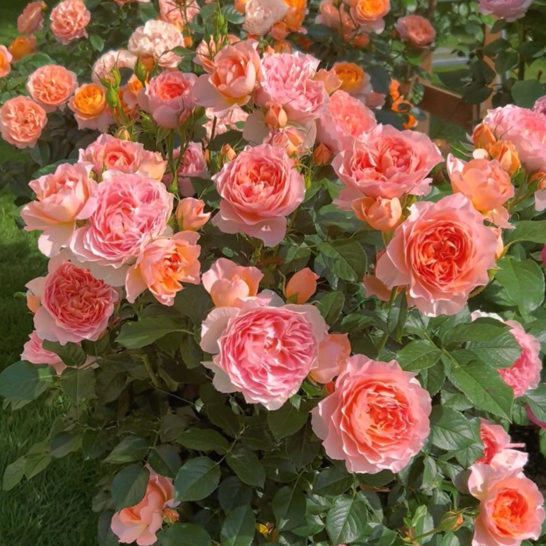 'Xingrang' Shrub Rose