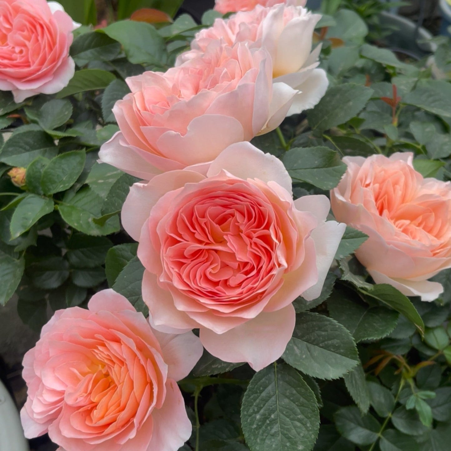 'Xingrang' Shrub Rose