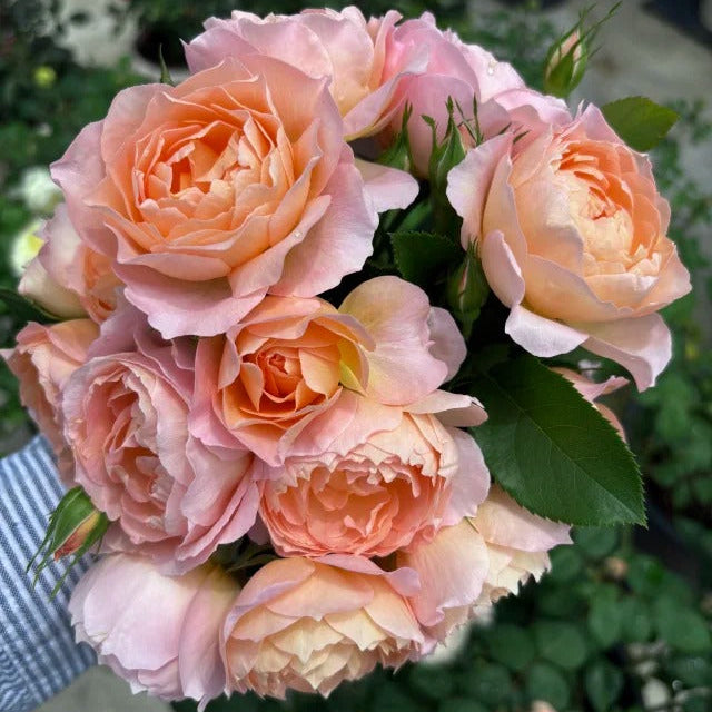 'Xingrang' Shrub Rose