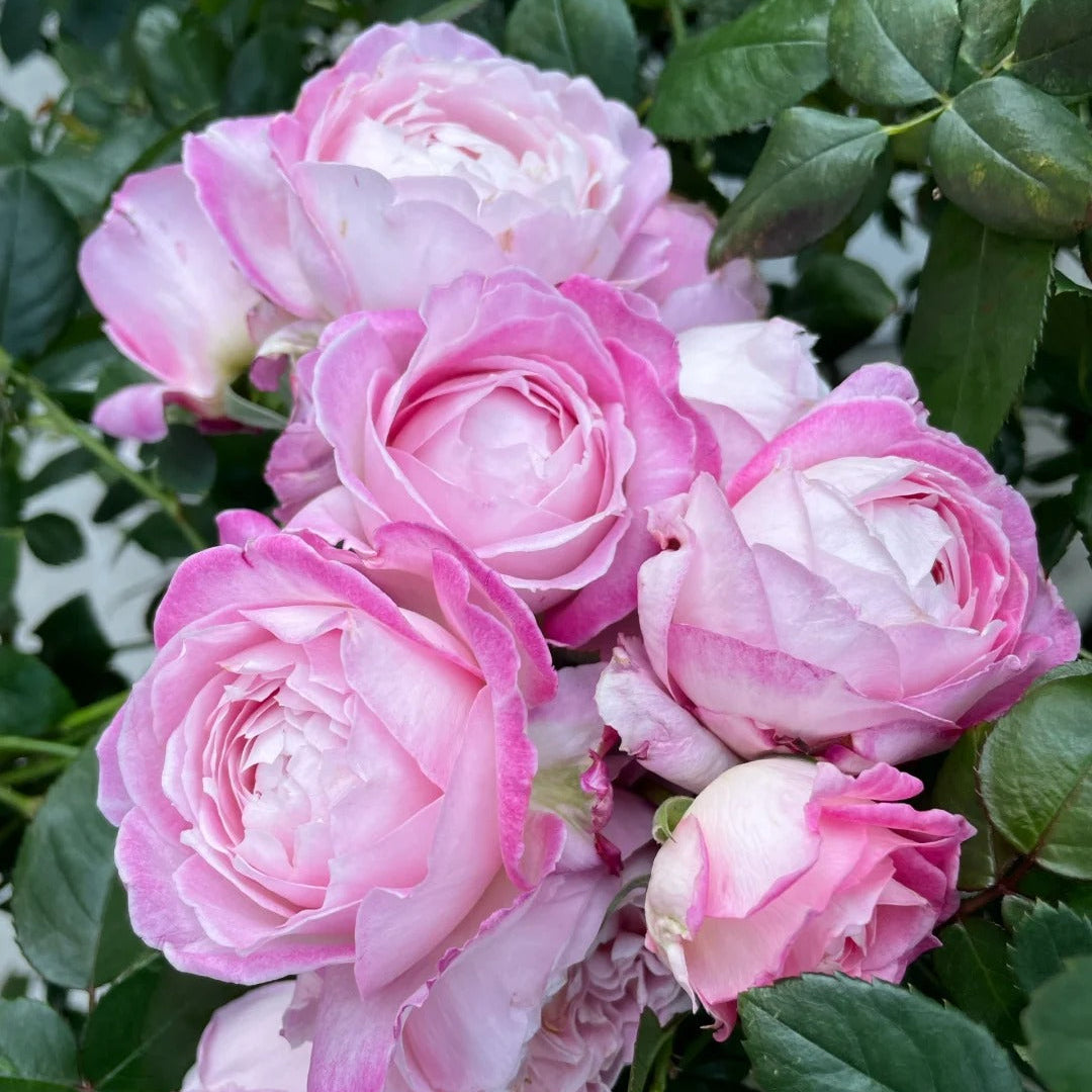'Xingyuan Xueqing' Shrub Rose