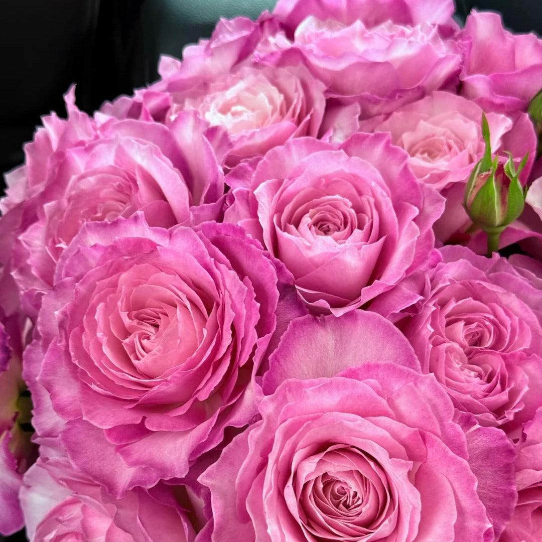 'Xingyuan Xueqing' Shrub Rose
